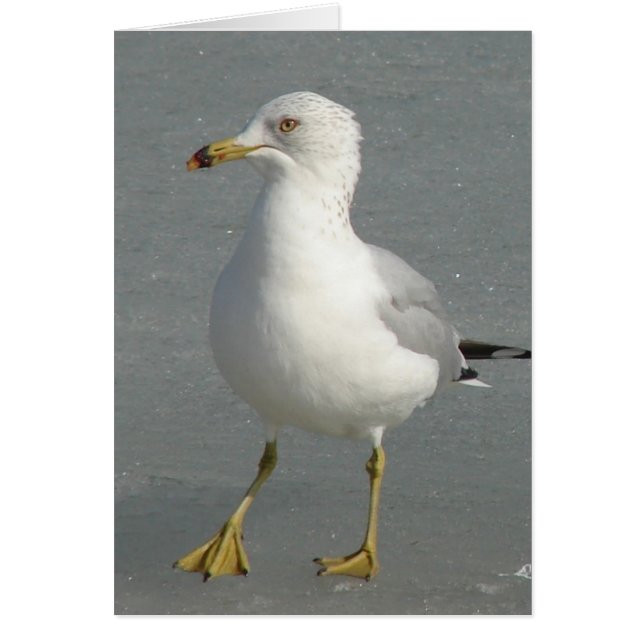Seagull (Devant)