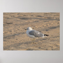 Seagull debout en solo sur Hampton Beach Poster