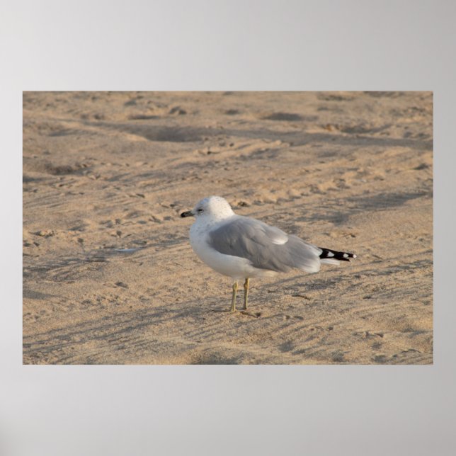 Seagull debout en solo sur Hampton Beach Poster (Devant)