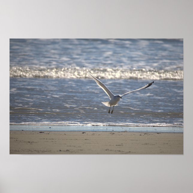 Seagull Flying Photo Poster (Devant)