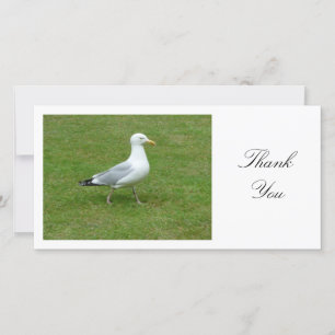 Seagull Walling in the Park - Merci