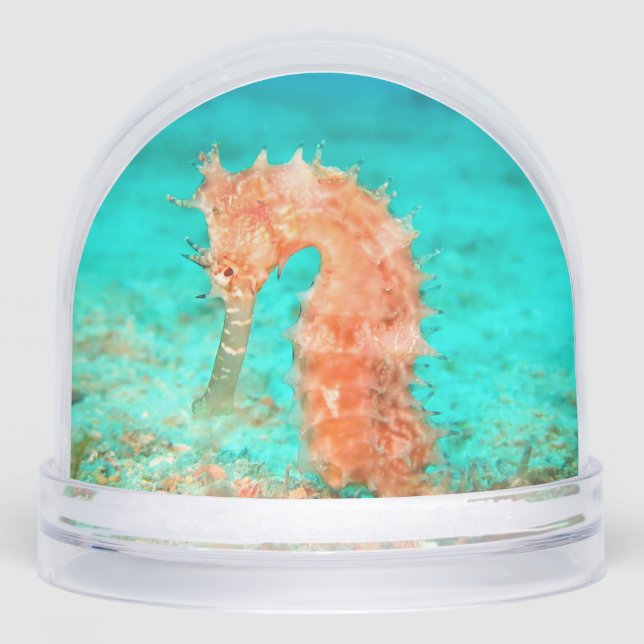 Seahorse tropical carribean turquoise orange  (Avant)