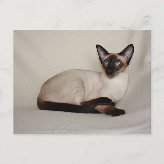 Seal Point Siamese Cat Jazell Carte postale (Devant)