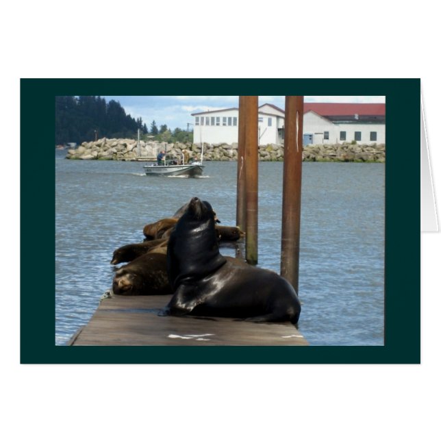 Sealions Astoria Oregon (Devant horizontal)