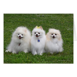 Séance de 3 Pomeranians