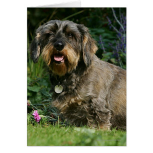 Séance standard à poils durs de teckel