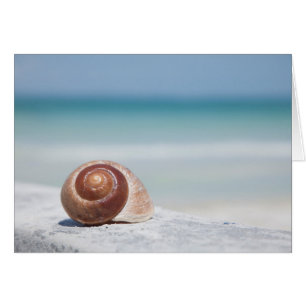 Seashell   Saint-Pétersbourg, Floride