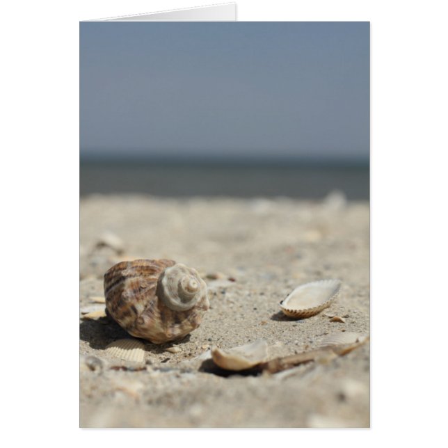 Seashells On Sand By the Sea (Devant)