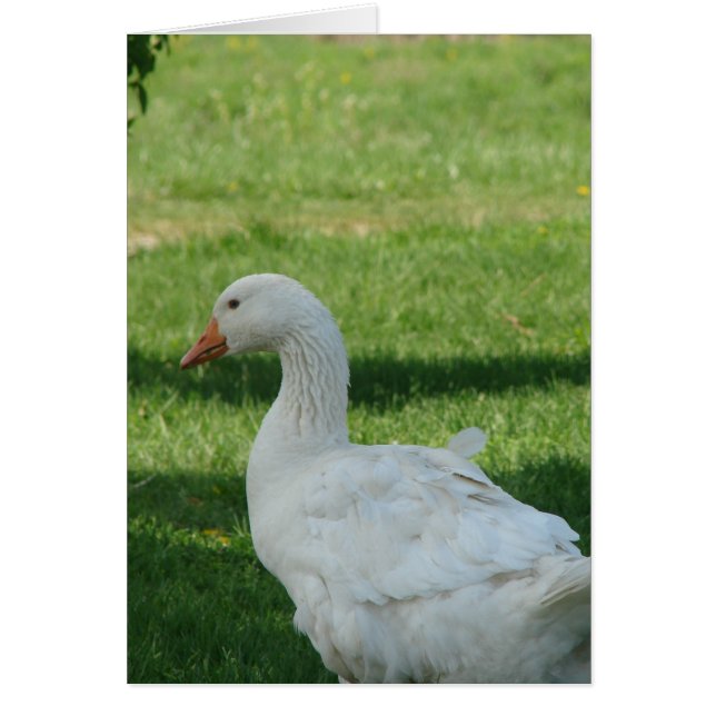 Sebastopol Goose (Devant)