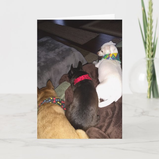 Secourez les chiens standard, carte de voeux pliée (Devant)