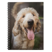 Secourir chien souriant carnet de caniche standard