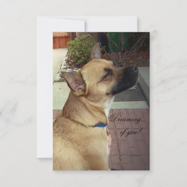 Secourir des chiens de 3,5 po x 5 po Carte de reme (Devant)