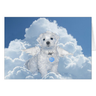 Secourt maltaise Angel