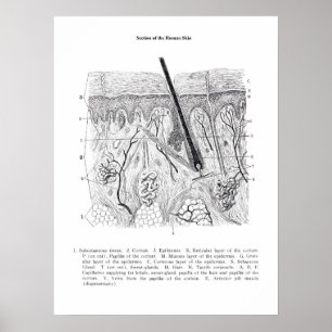 Section de la peau Impression anatomique 2.