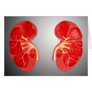 Section Transversale Du Rein Humain