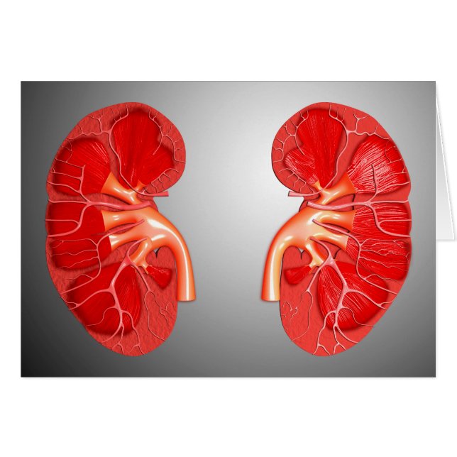 Section Transversale Du Rein Humain (Devant horizontal)