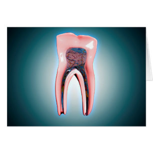 Section transversale d'une dent humaine