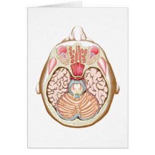 Section Transverse Du Milieu