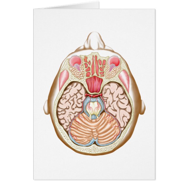 Section Transverse Du Milieu (Devant)