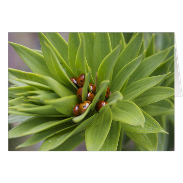 Sécurisé (Devant horizontal)