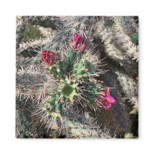 Sedona Cactus Rose Bloom Désert Magnet
