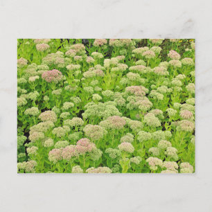 Sedum 'Autumn Joy' en fin août Carte postale