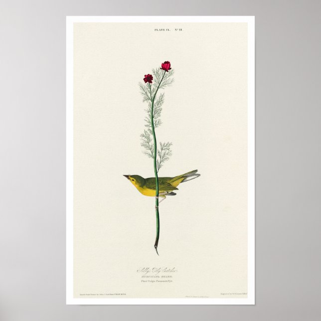 Selby's Flycatcher par Audubon Poster (Devant)