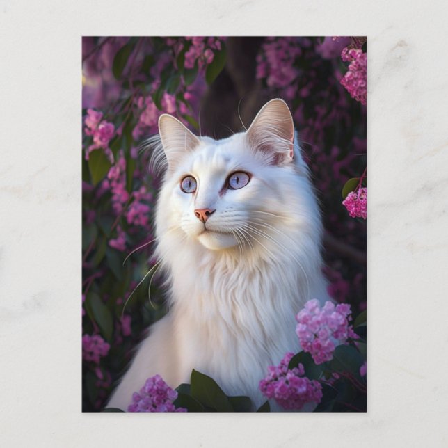 Selene la carte postale de chat Angora turc (Devant)