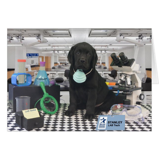 Semaine 8 de Stanley (Devant horizontal)