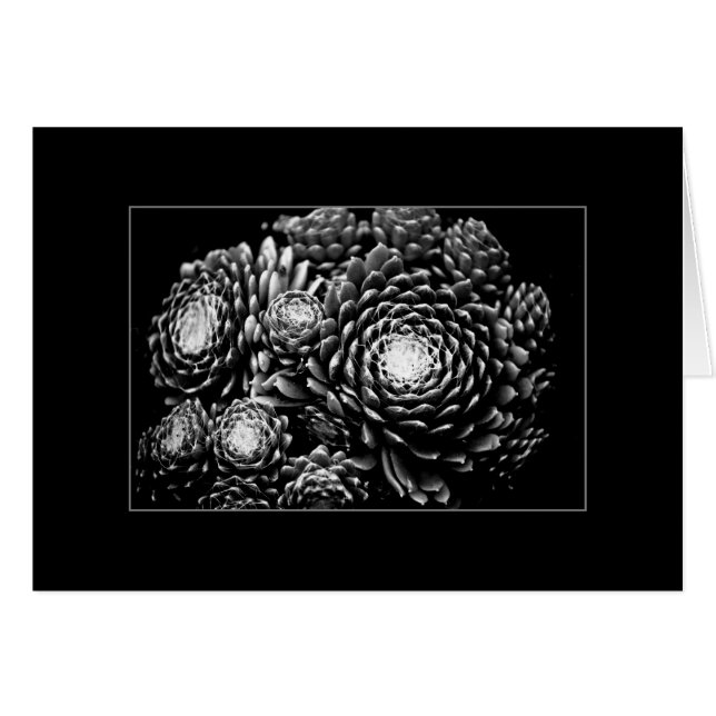 Sempervivum (Devant horizontal)