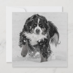 Sennenhund de Berne