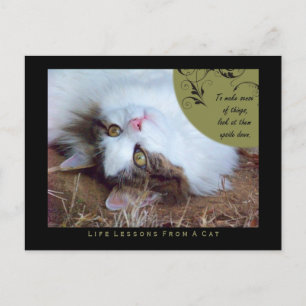 Sense Leçons De Vie D'Une Carte Postale Chat