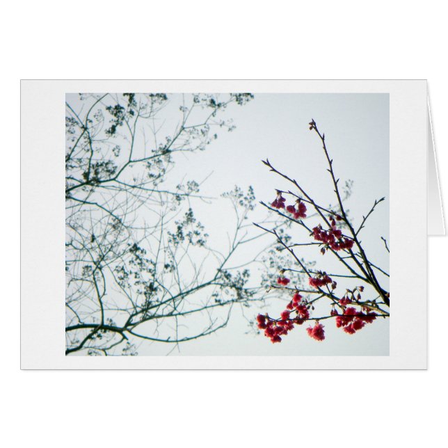 Sensibilisation de ressort/blanc de fleurs de (Devant horizontal)