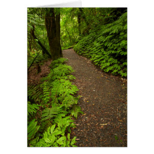 Sentier à travers la forêt