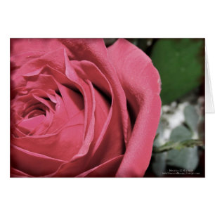 Sentiments délicats