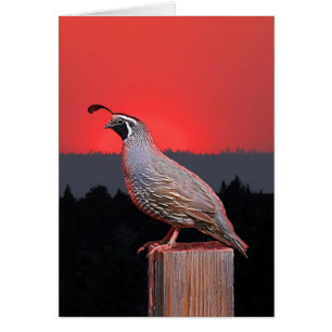 SENTINELLE AU COUCHER DU SOLEIL