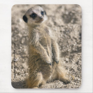 Sentinelle dans le tapis de souris de formation