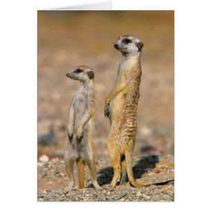 Sentinelles de suricates (Suricata suricatta), Kar