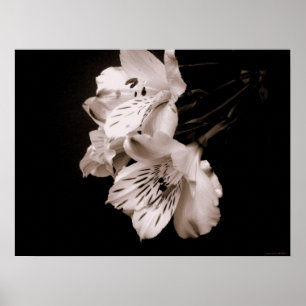 Sepia Alstroemeria Lily Poster
