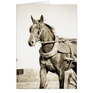 Sepia Amish Cheval Et Buggy