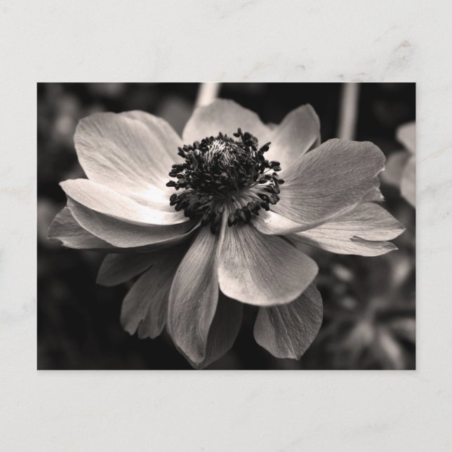 Sepia Anemone photo florale Carte postale (Devant)