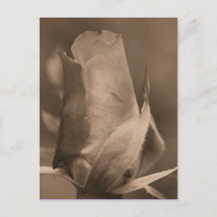 Sepia Rosebud Carte postale