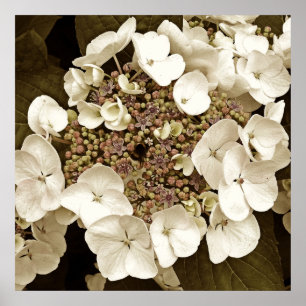Sepia Tone White Lacecap Hydrangea Blossom Poster