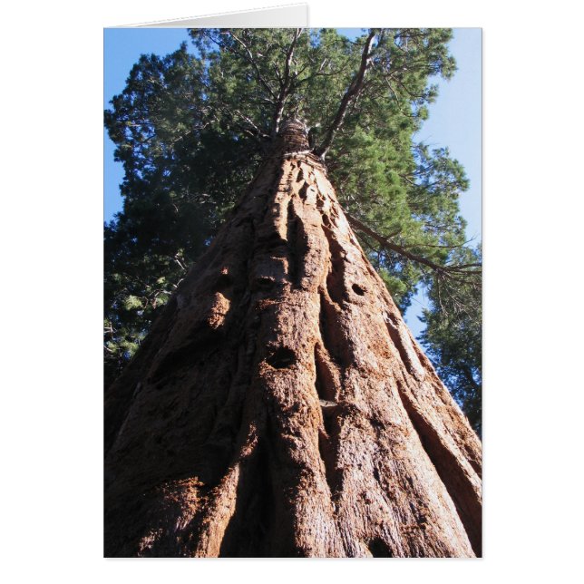Séquoia géante, Parc national de Sequoia (Devant)