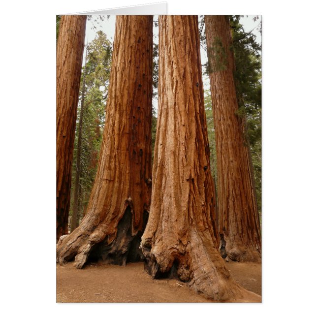 Séquoia géante, Parc national de Sequoia, Californ (Devant)