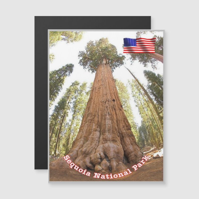 Sequoia - Général Sherman Tree - États-Unis - (Devant / Derrière)