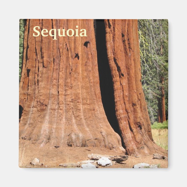 Sequoia Magnet ! (Devant)