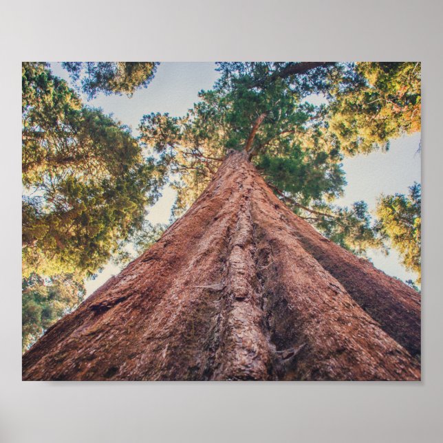 Sequoia Shrine | Poster (Devant)
