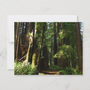 Séquoias et fougères au parc national de Redwood