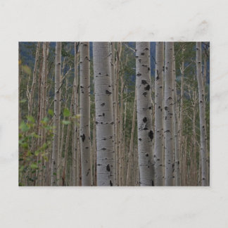 Sera Gratuit Signature Carte postale